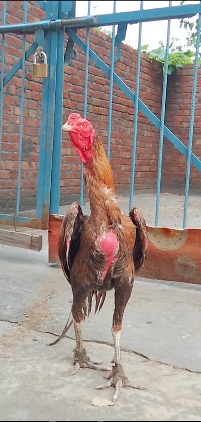 Top Quality Pakoya Aseel Patha available