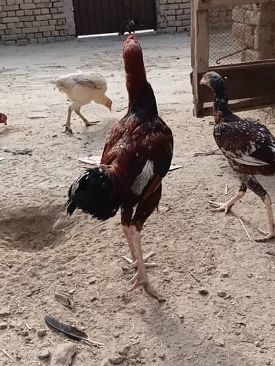 for sell mori morga