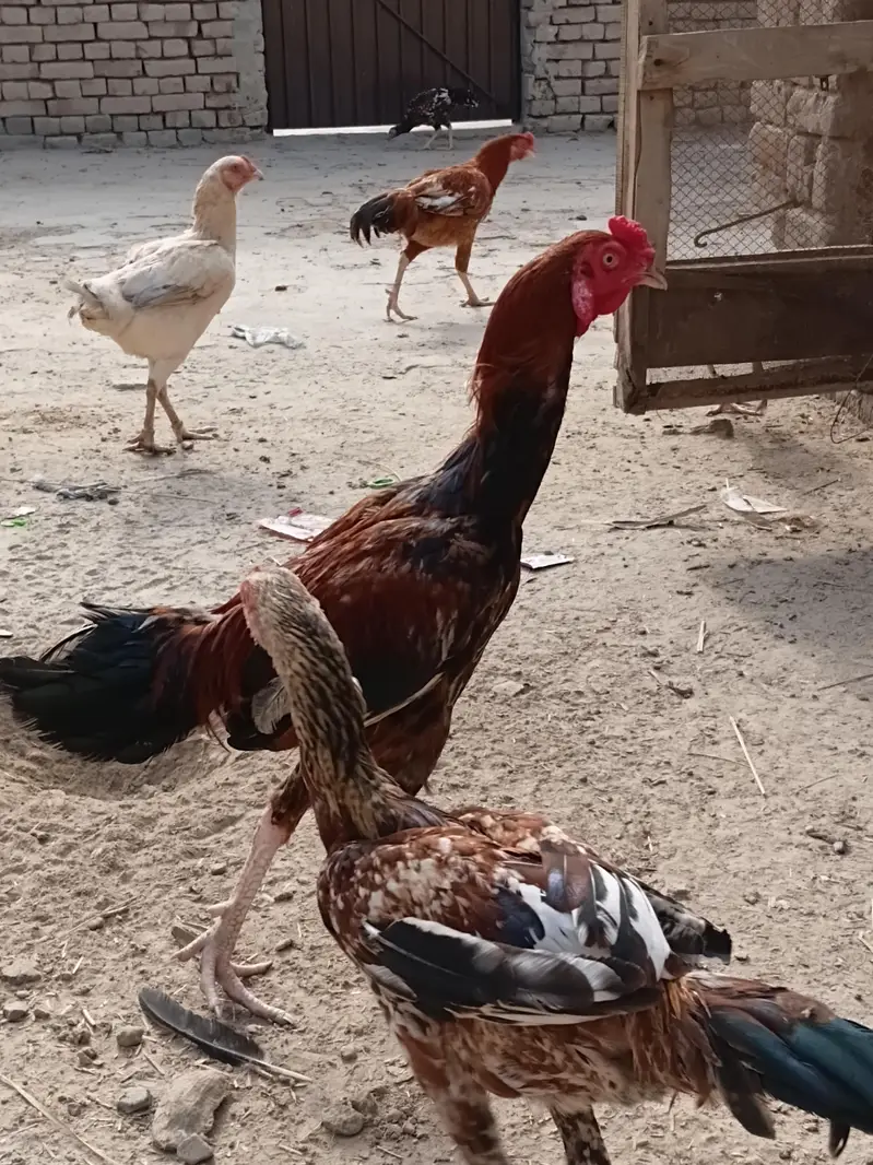 for sell mori morga — photo 2