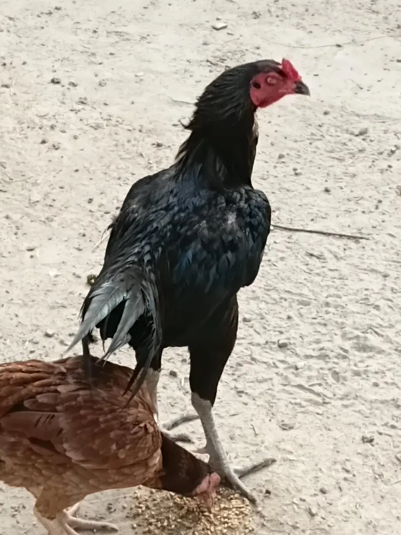 for sell mori morga — photo 4