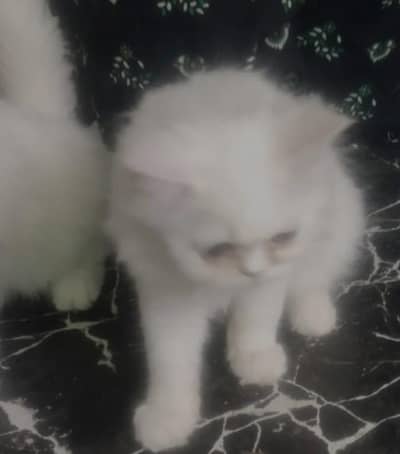 white breed
