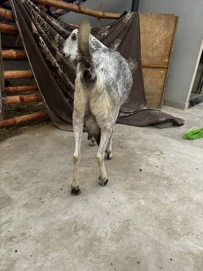 Goat for sale