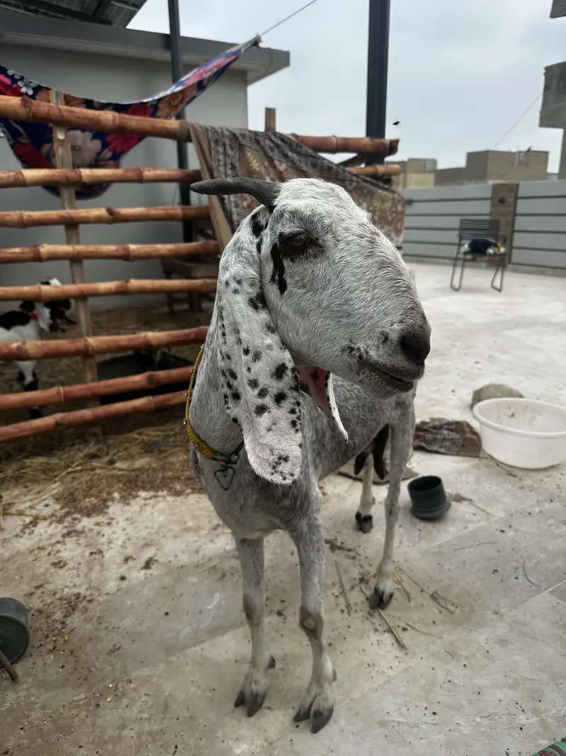 Goat for sale — photo 2