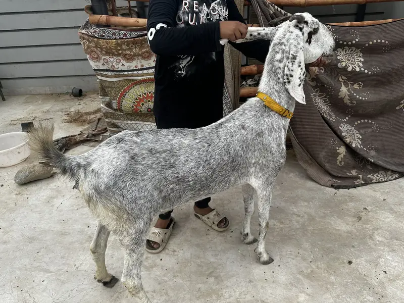 Goat for sale — photo 3