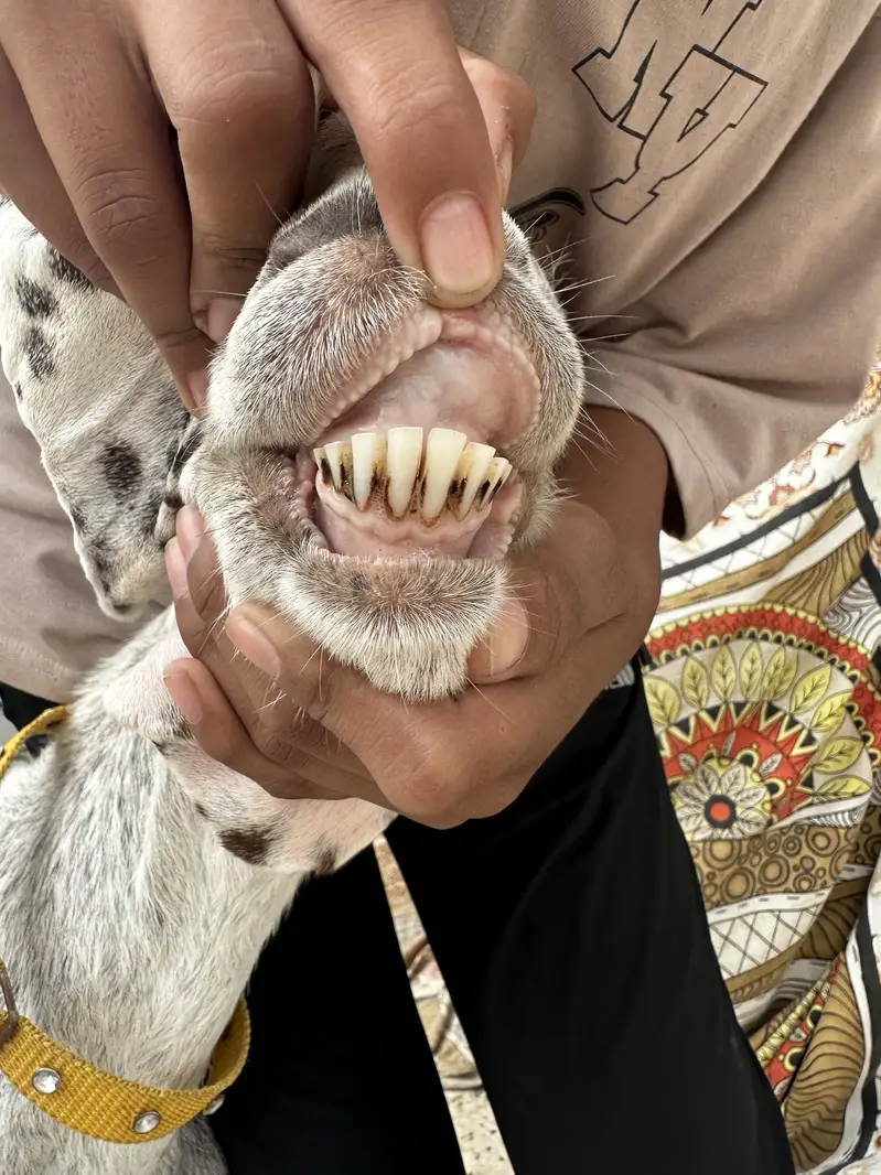 Goat for sale — photo 4