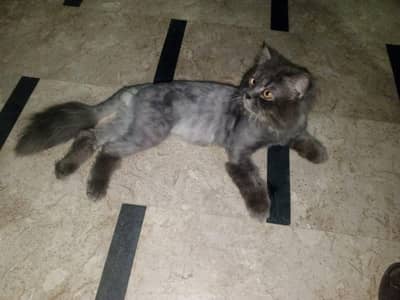 Grey colour persian male cat available for mating with 99% guarantee