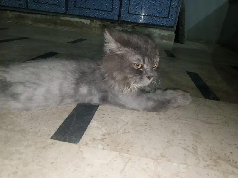 Grey colour persian male cat available for mating with 99% guarantee — photo 2
