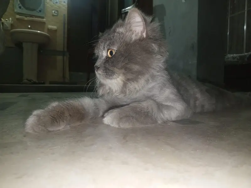 Grey colour persian male cat available for mating with 99% guarantee — photo 3