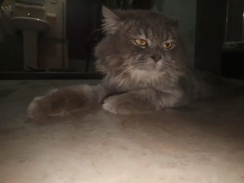 Grey colour persian male cat available for mating with 99% guarantee — photo 4