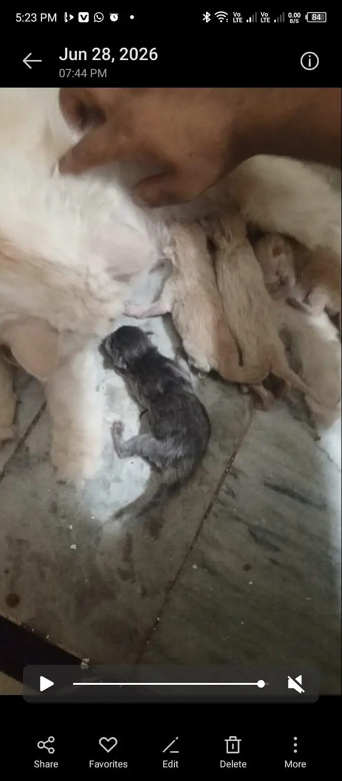 Grey colour persian male cat available for mating with 99% guarantee — photo 5