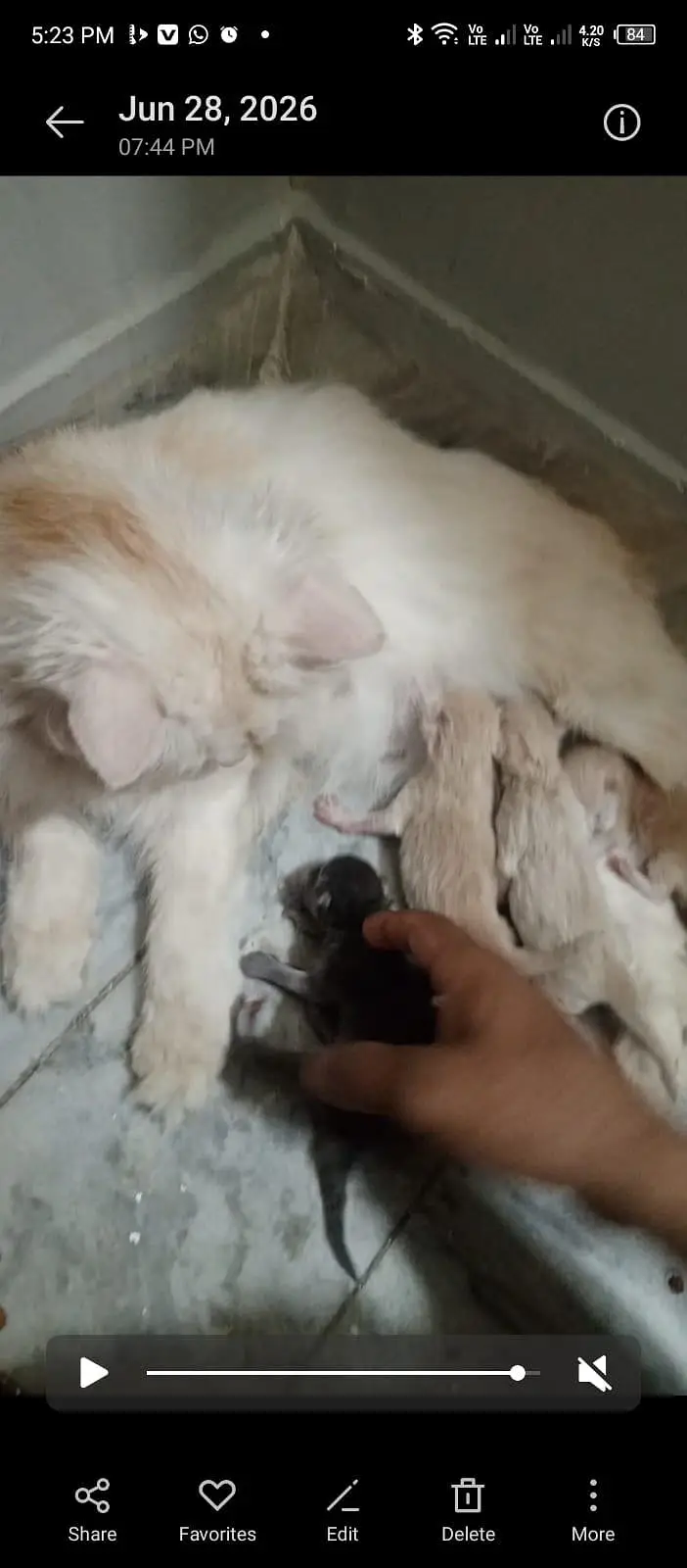Grey colour persian male cat available for mating with 99% guarantee — photo 6