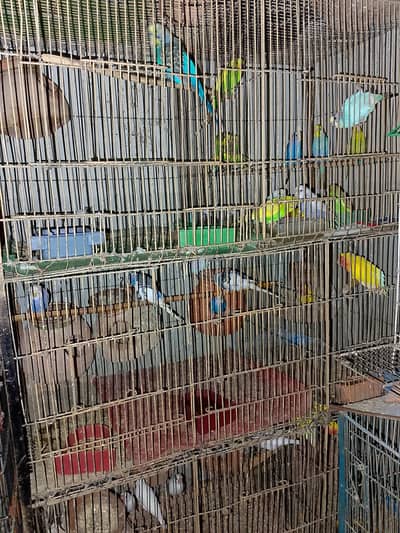parrot include Notinos, fringes, jawa, buggies