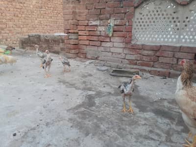 mery pas aseel chick's or murgiya h