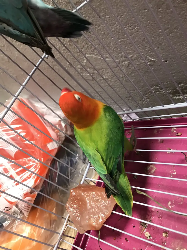 Lovebirds pair with cage — photo 2