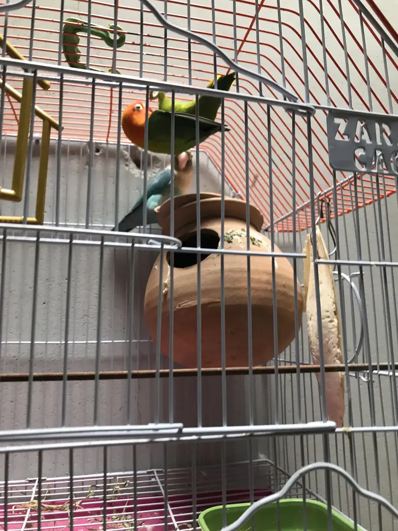 Lovebirds pair with cage — photo 3