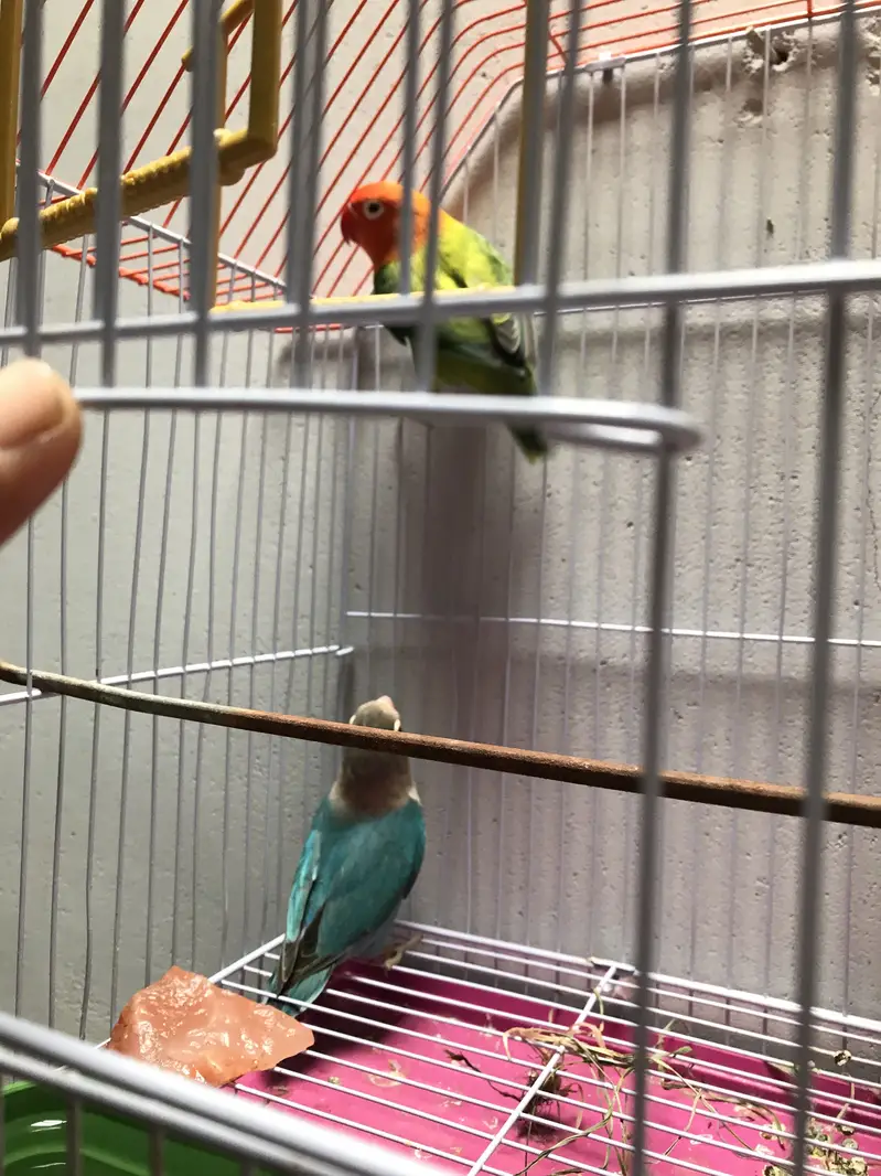 Lovebirds pair with cage — photo 4