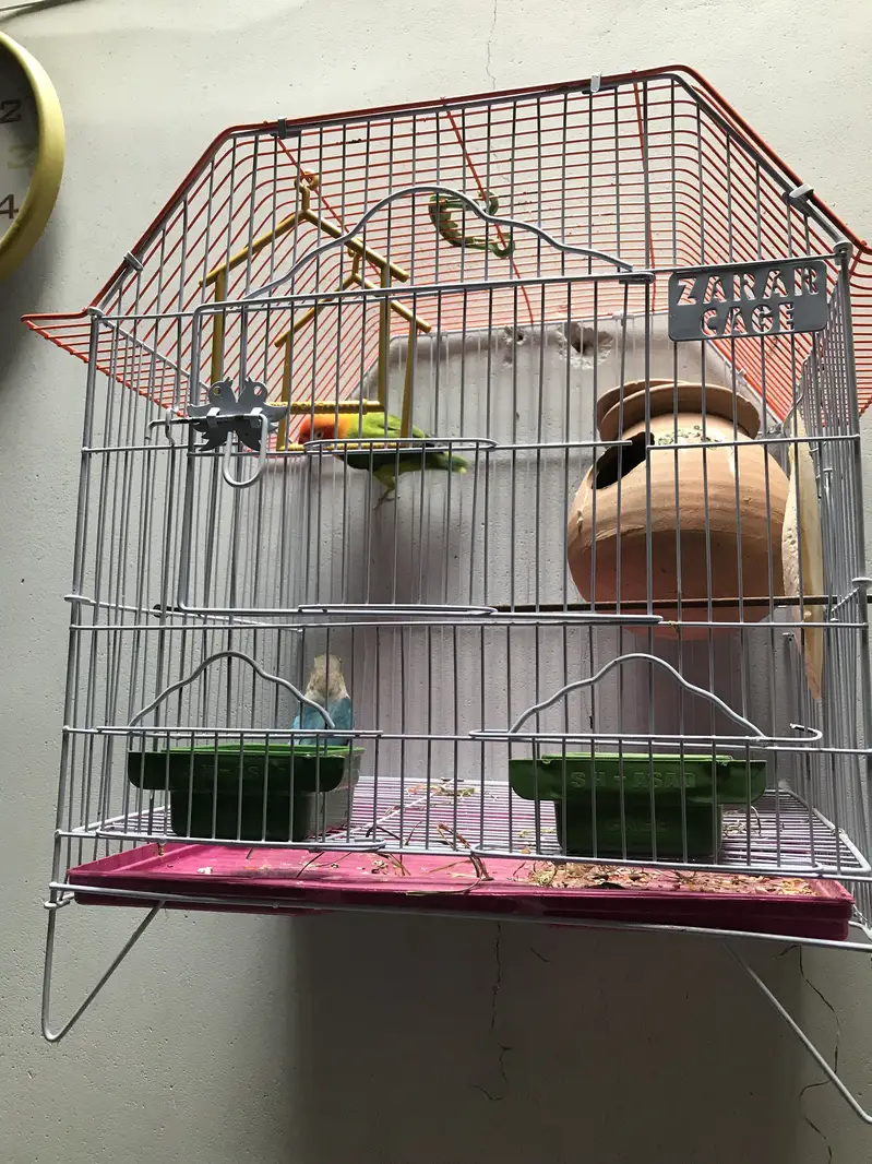 Lovebirds pair with cage — photo 5