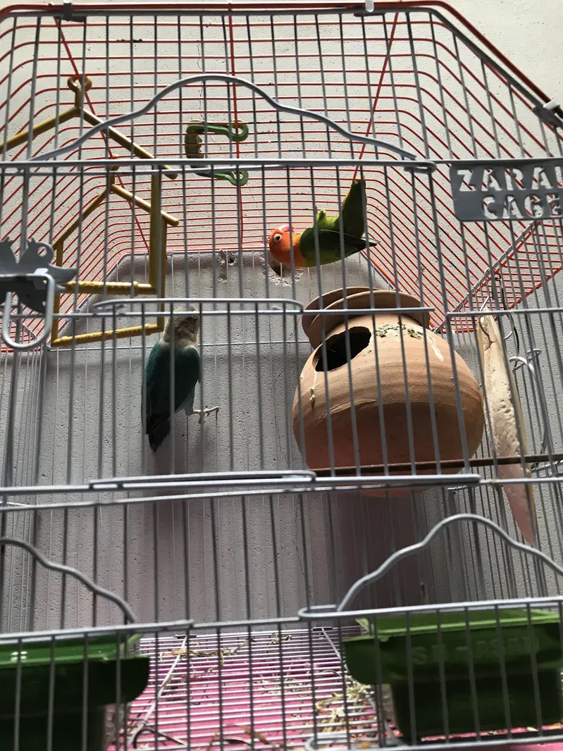 Lovebirds pair with cage — photo 6