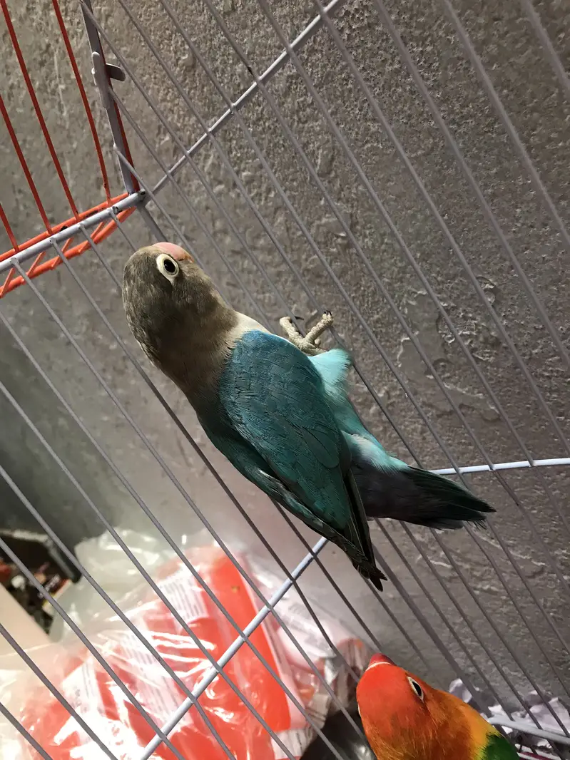 Lovebirds pair with cage — photo 7