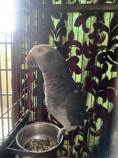 African Gray Parrot