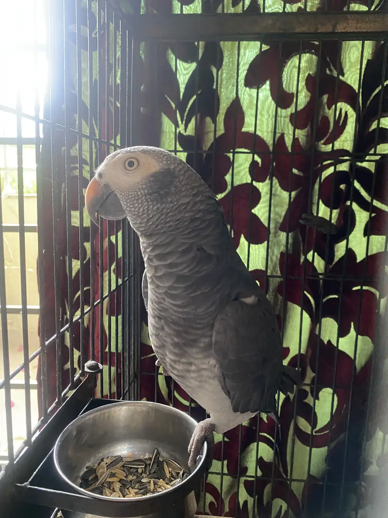 African Gray Parrot — photo 2