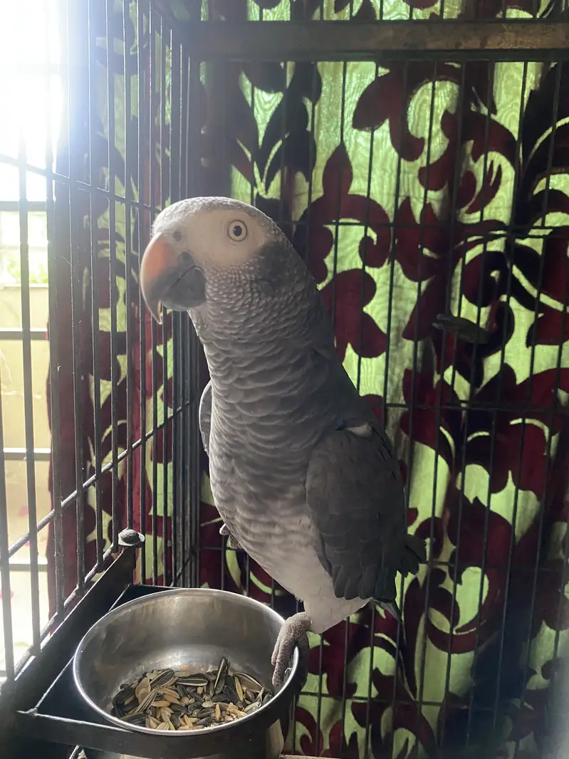 African Gray Parrot — photo 3