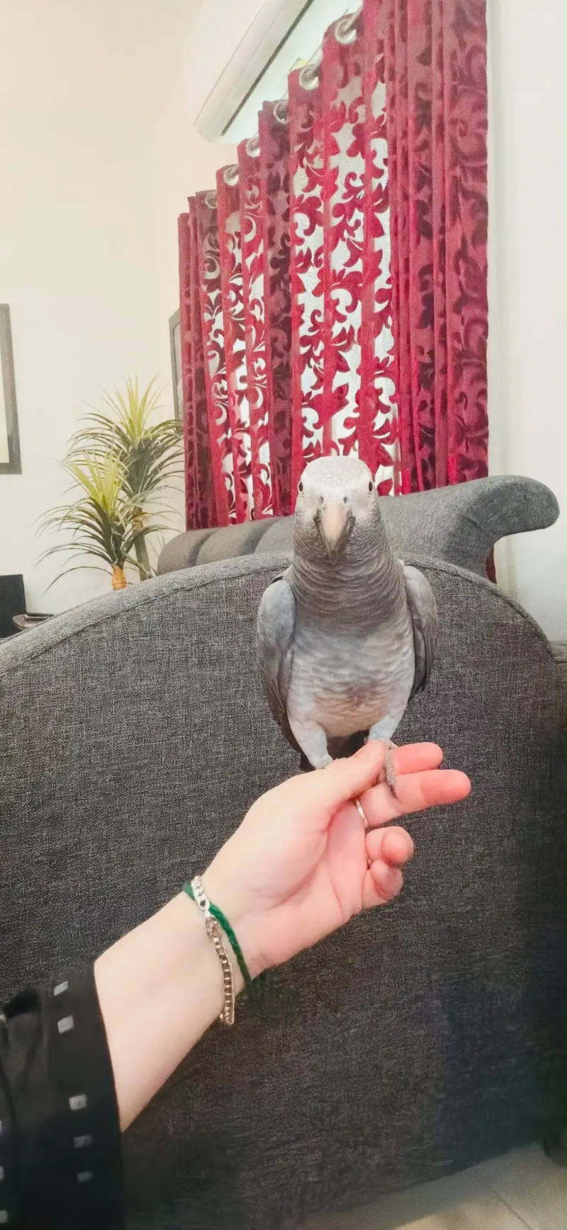 African Gray Parrot — photo 4