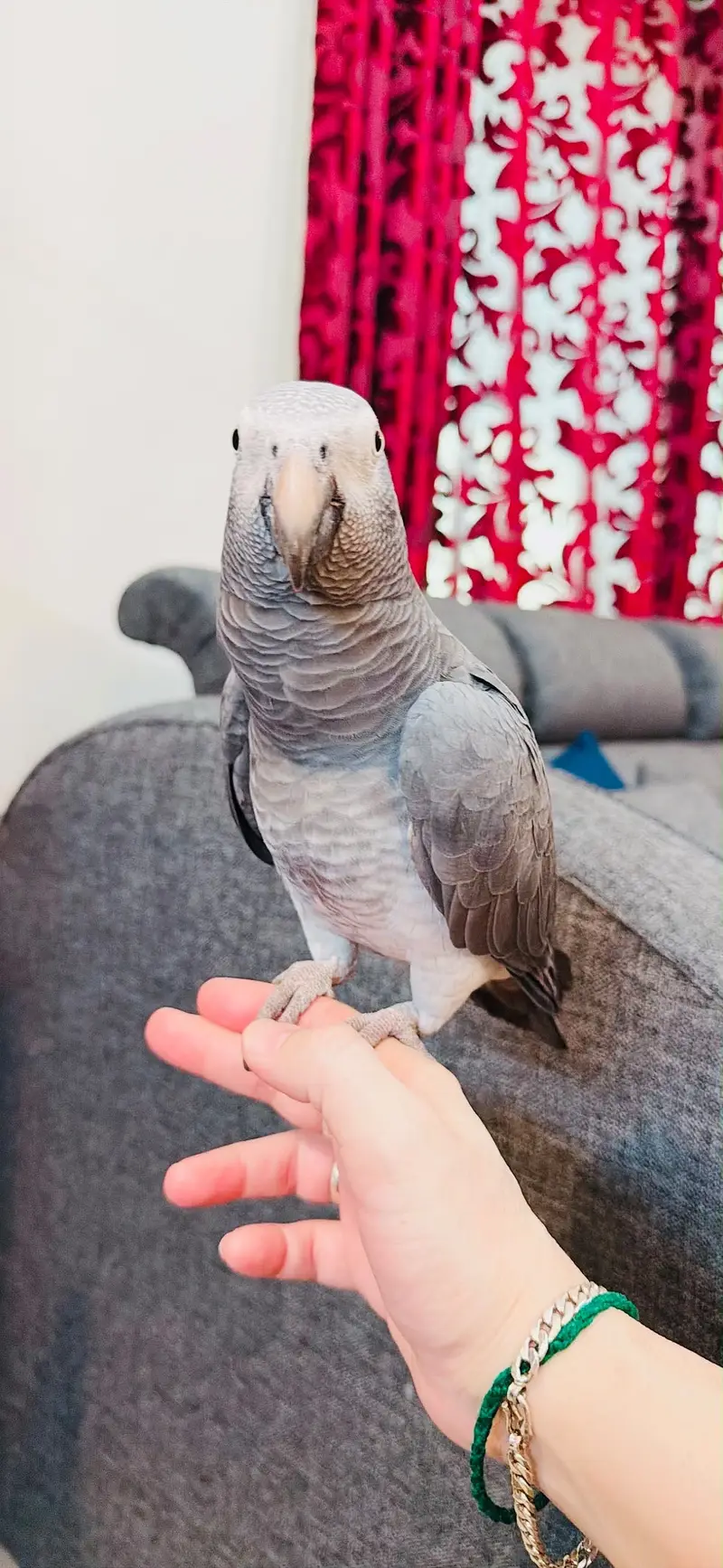 African Gray Parrot — photo 5