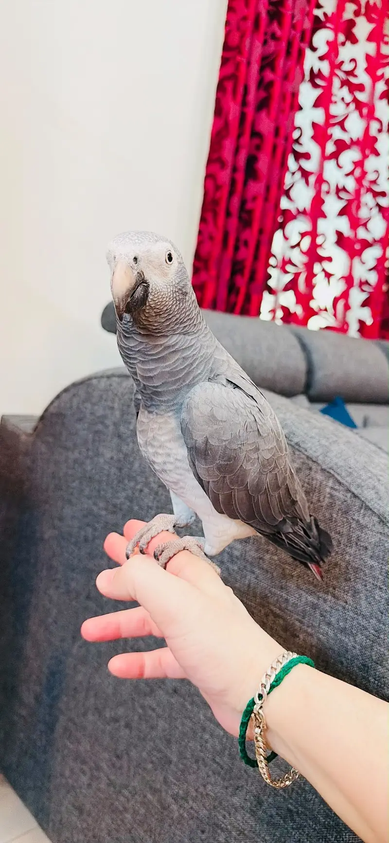African Gray Parrot — photo 6