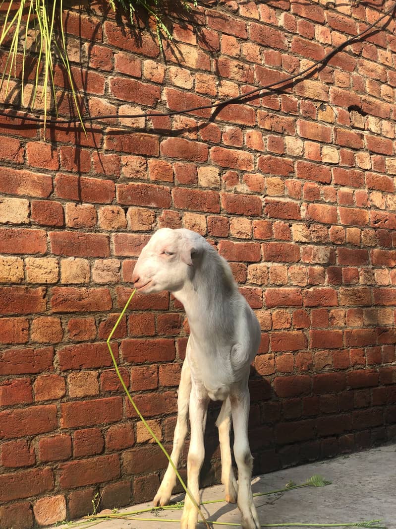 White tedda 0