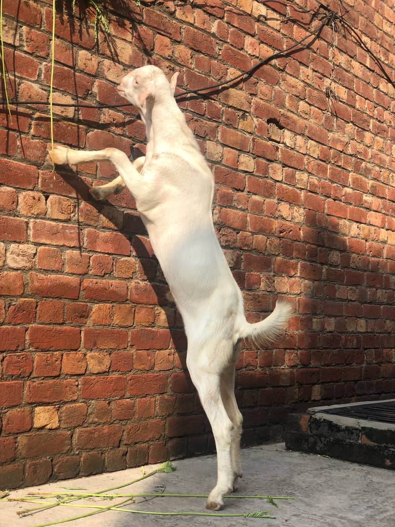 White tedda 1