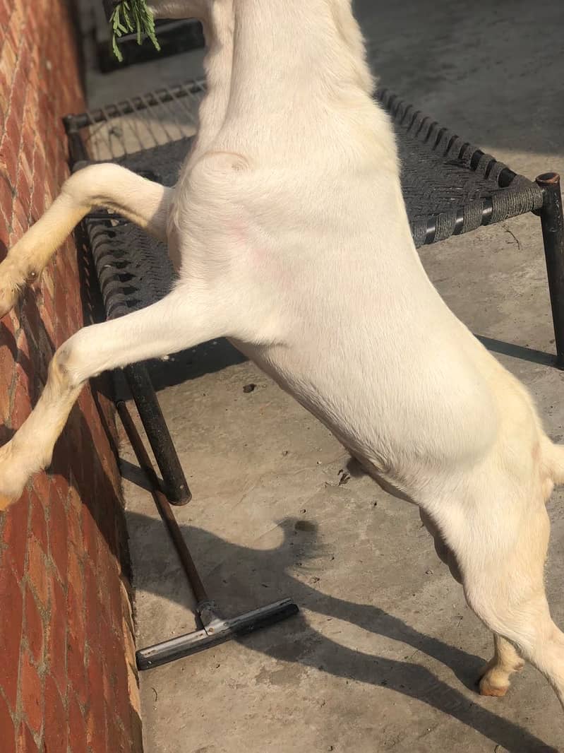 White tedda 2