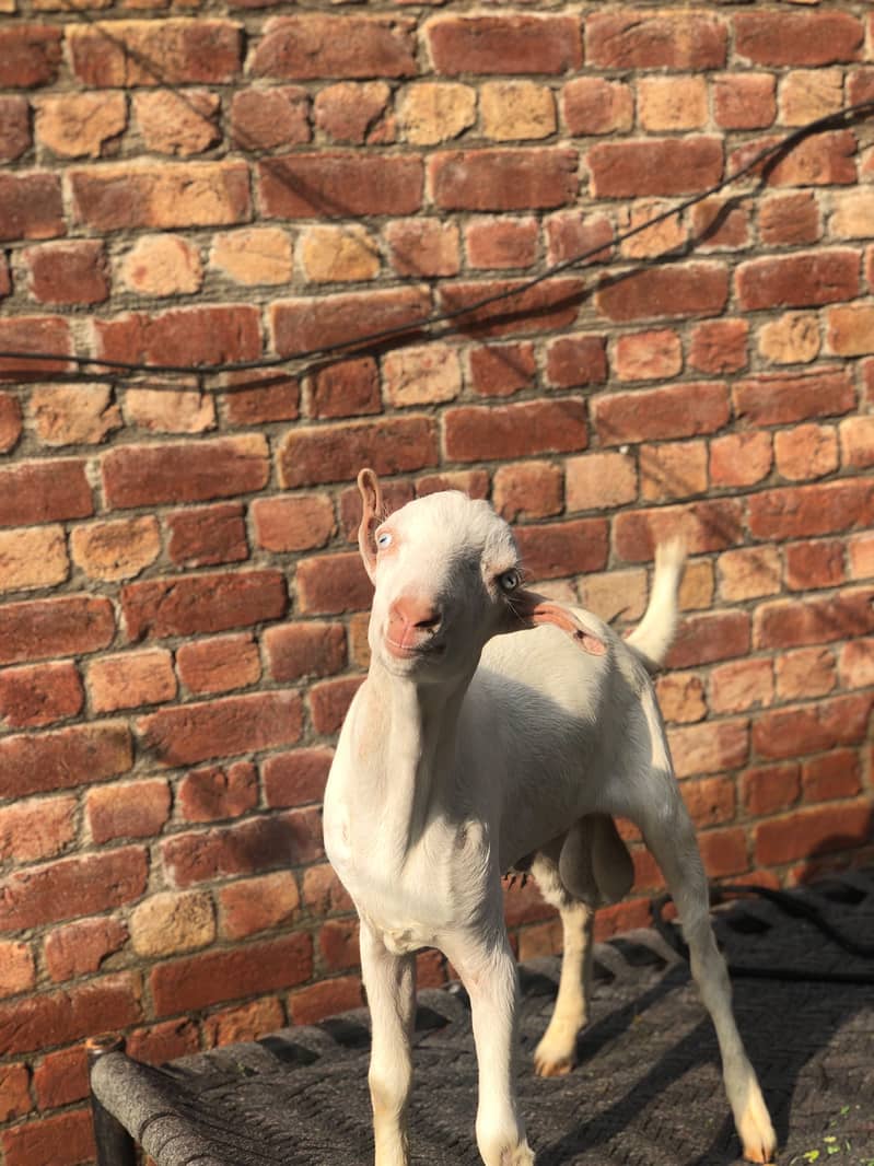 White tedda 4