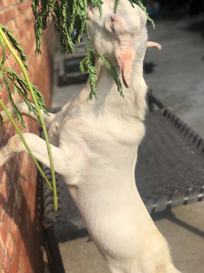 White tedda 5