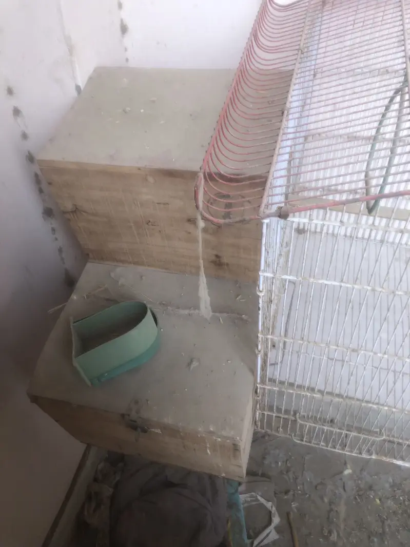 Pingra — photo 4