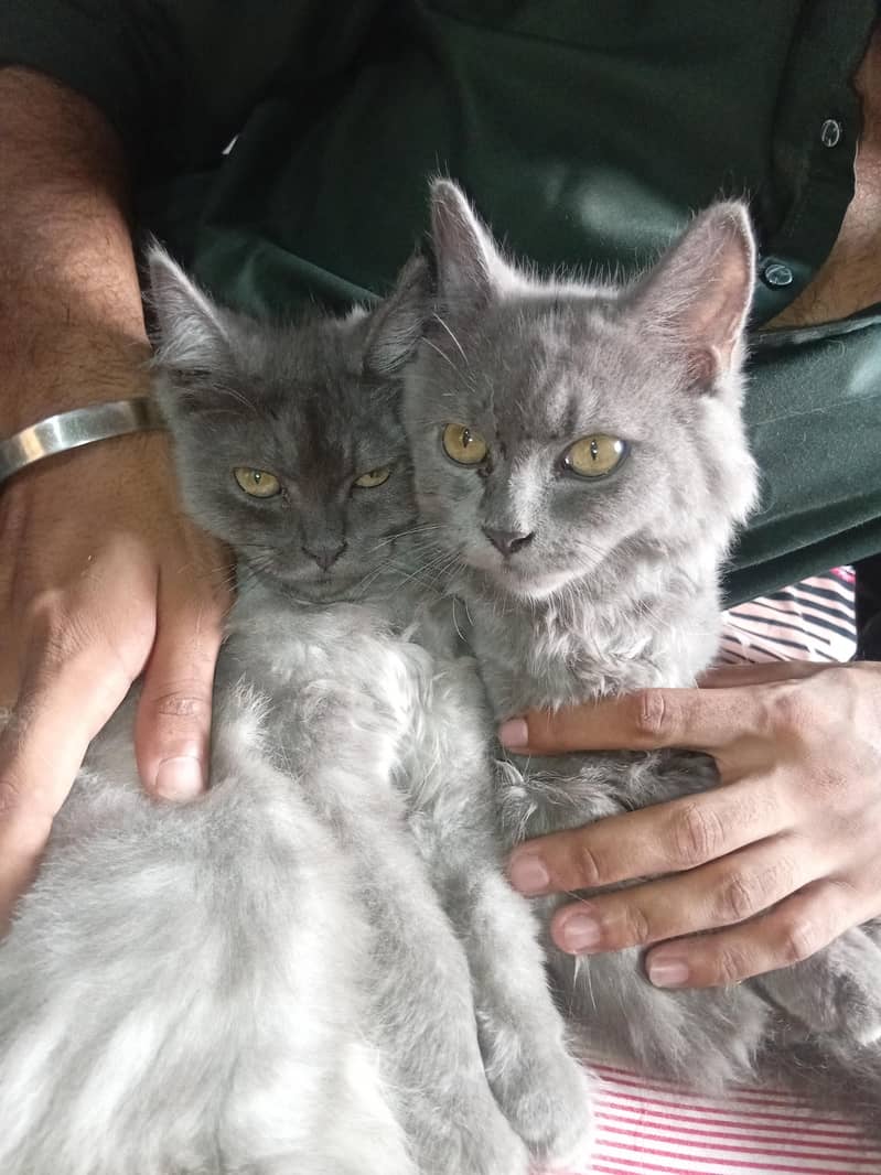cat pair 0