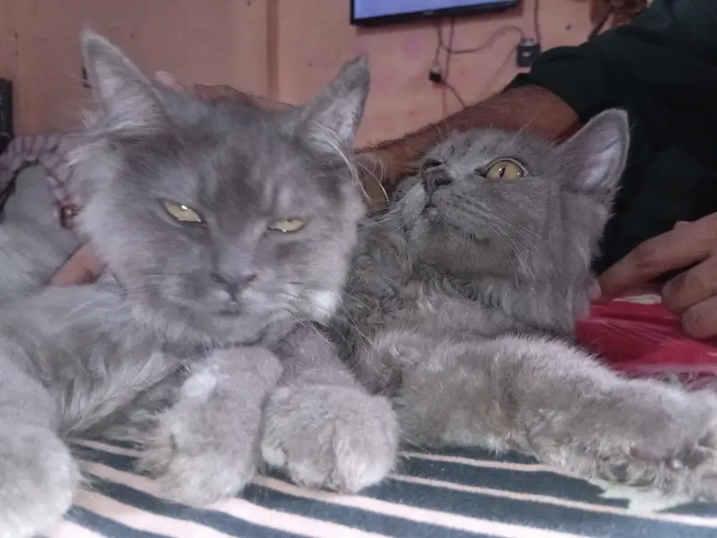 cat pair — photo 2