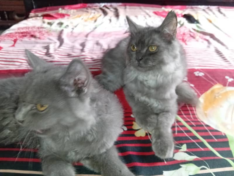 cat pair 2