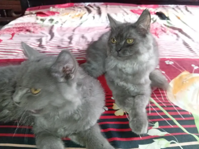cat pair — photo 3