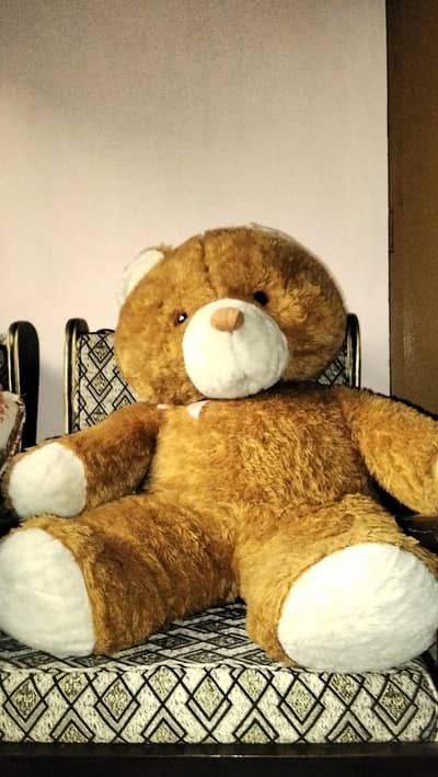 Huge bear cute and clean