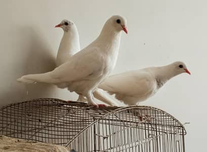 Kabutar for sale price full final tino ki 165o