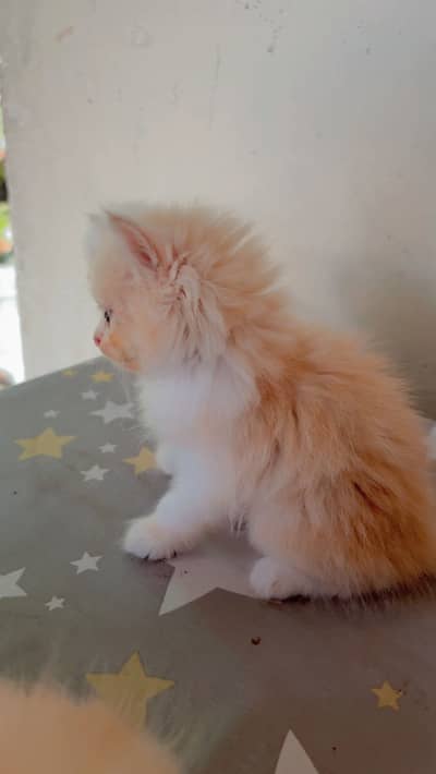 Cats for sale