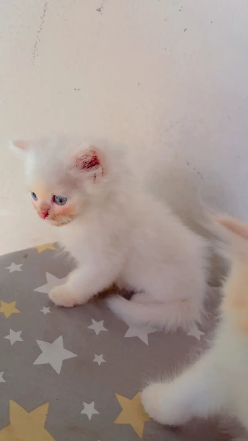 Cats for sale — photo 2