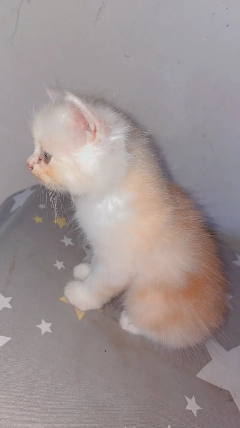 Cats for sale — photo 4