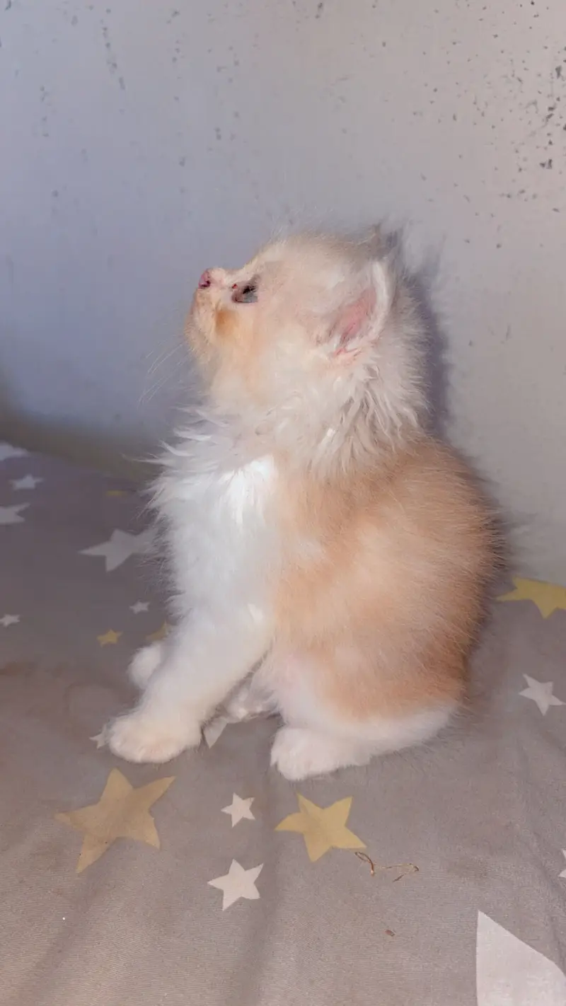 Cats for sale — photo 5