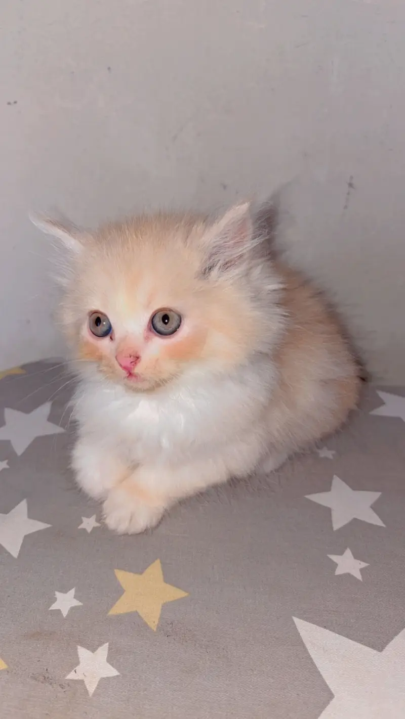 Cats for sale — photo 6