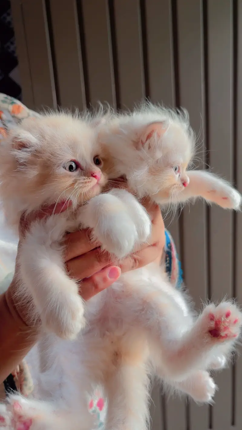 Cats for sale — photo 7