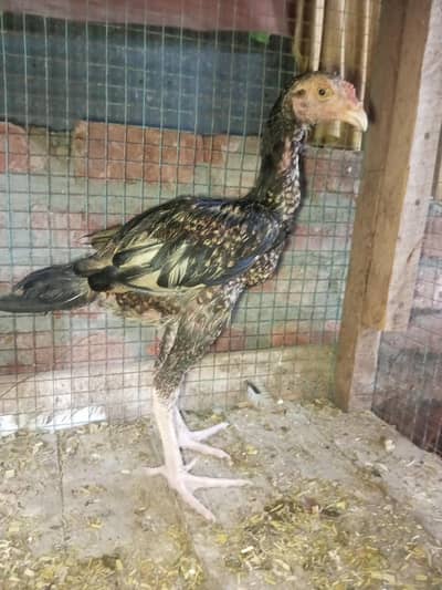 aseel hen.   long hight
