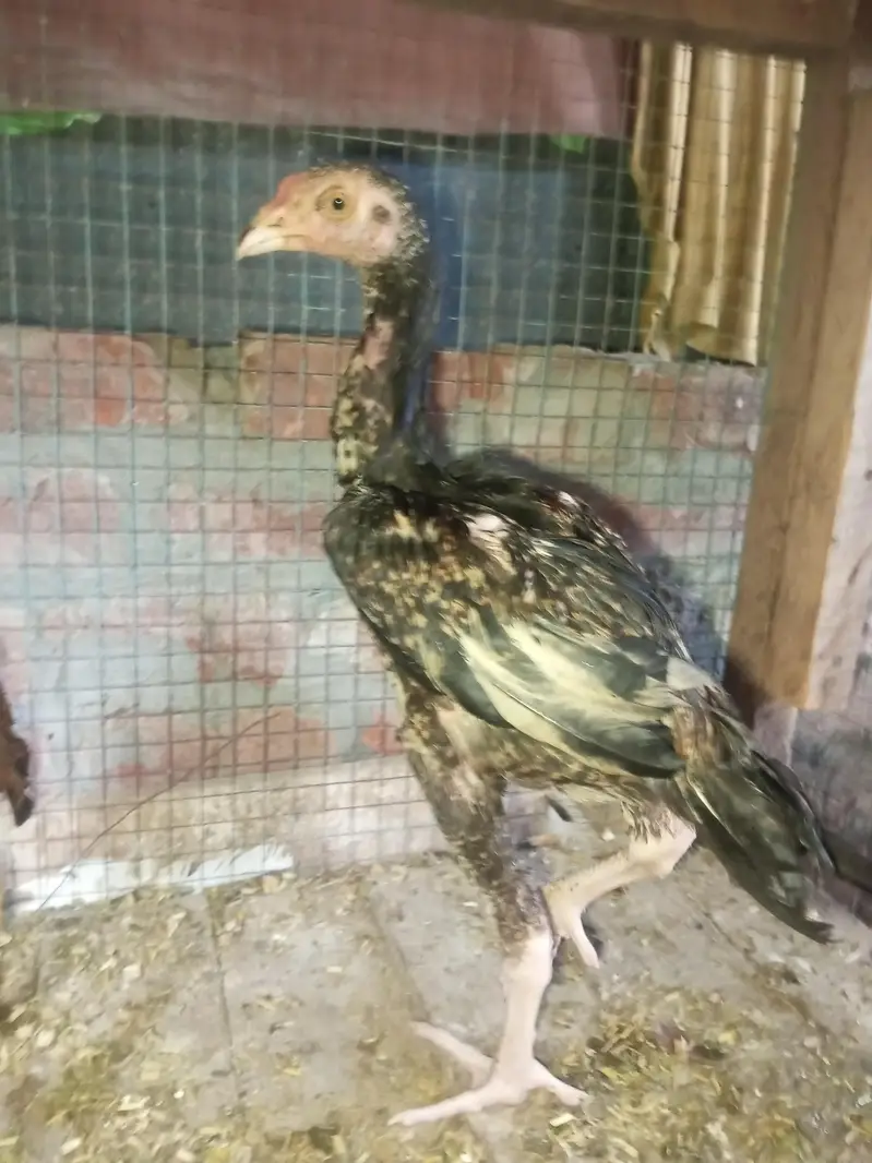 aseel hen.   long hight — photo 2