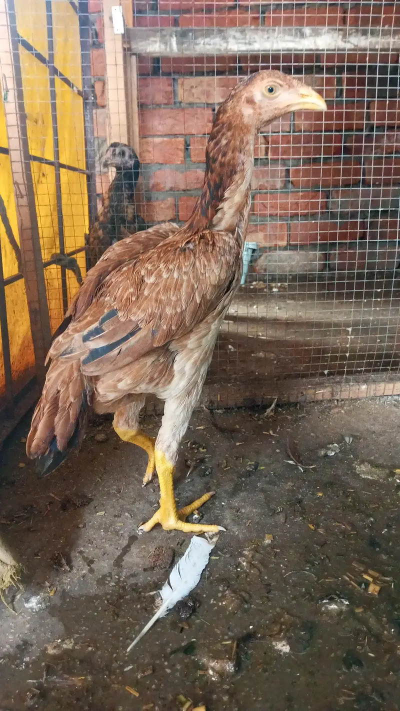 aseel hen.   long hight — photo 3